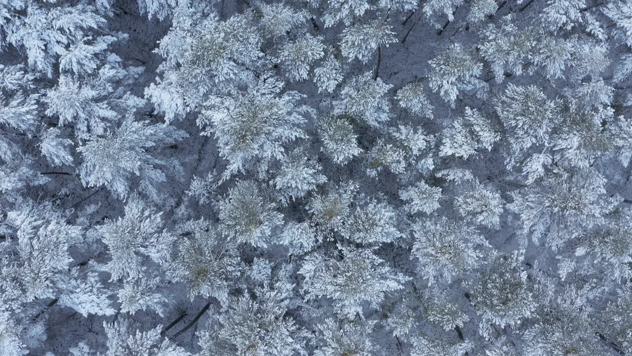 飞过被雪覆盖的树林，全架。从上面直接看。法兰克尼亚,巴伐利亚,德国。视频素材