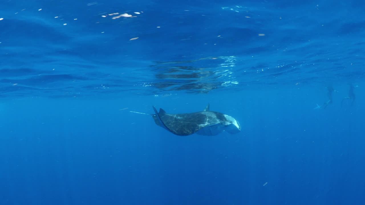 游客在度假期间与蝠鲼在海里游泳的特写镜头——墨西哥的Isla Mujeres视频素材