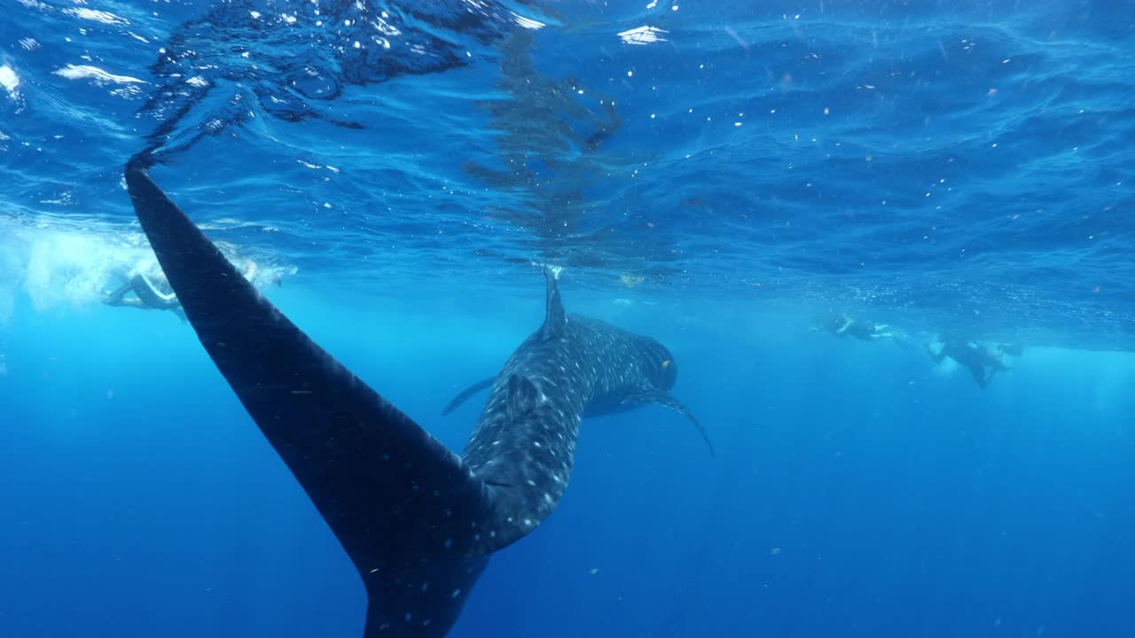 大鲸鲨在海上游泳的特写镜头，而游客在度假探索- Isla Mujeres，墨西哥视频素材