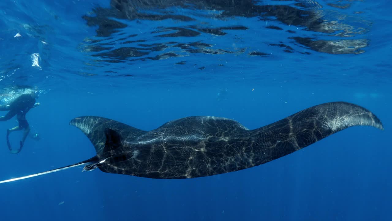 在度假期间探索蓝色海洋的蝠鲼游泳- Isla Mujeres，墨西哥视频素材