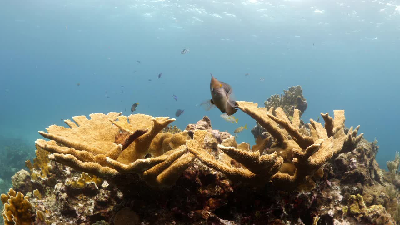 在墨西哥的Isla Mujeres海底游泳的一群鱼的特写镜头视频素材