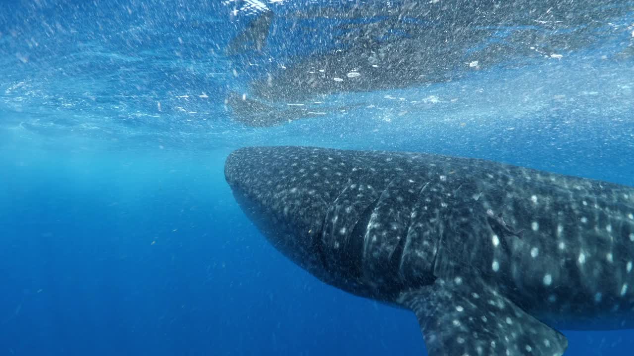 一个大型鲸鲨的特写图案皮肤在海里游泳- Isla Mujeres，墨西哥视频素材