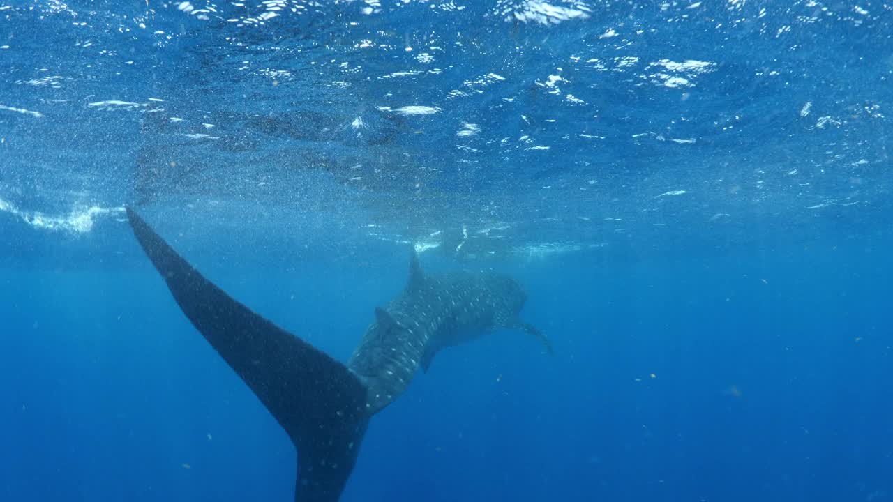 在蓝色海底游泳的大鲸鲨——墨西哥的Isla Mujeres视频素材