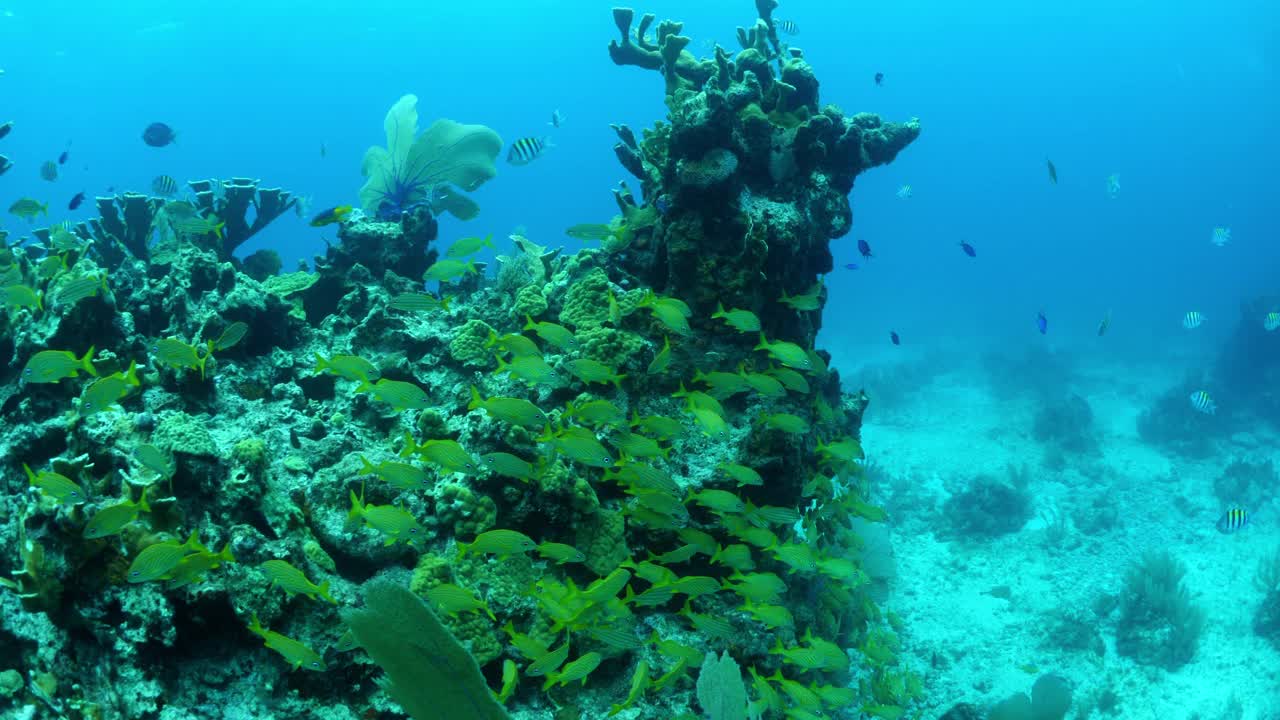 在深海中游动的一群小鱼的特写镜头——墨西哥的Isla Mujeres视频素材