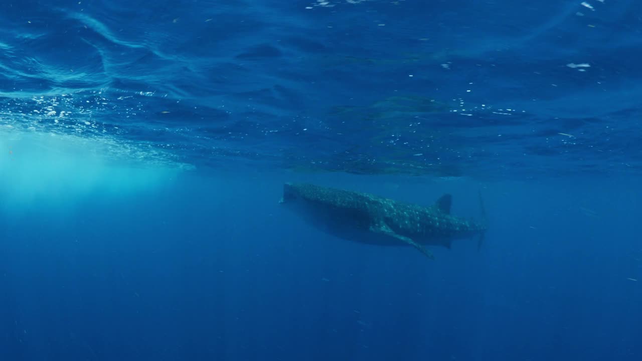 鲸鲨在蓝海中畅游的美丽镜头——墨西哥的Isla Mujeres视频素材