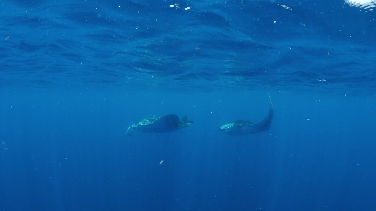 野生蝠鲼在蓝色海洋中游泳的风景照片——墨西哥的Isla Mujeres视频素材