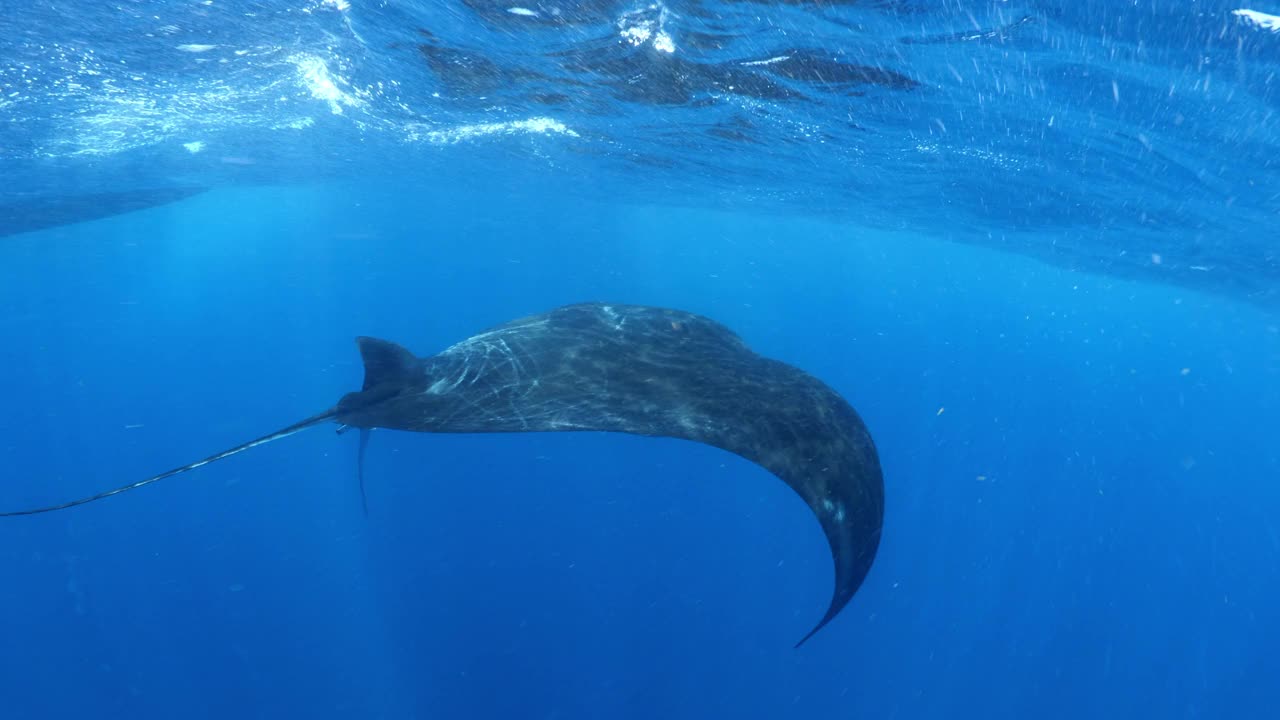 蝠鲼在海洋中游泳的美丽镜头——墨西哥的Isla Mujeres视频素材