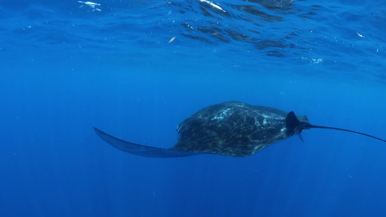 在蓝色海洋中游泳的蝠鲼——墨西哥的Isla Mujeres视频素材