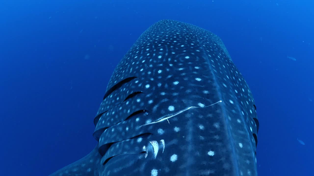 近距离拍摄的美丽图案的鲸鲨皮肤游泳在蓝色的海洋- Isla Mujeres，墨西哥视频素材