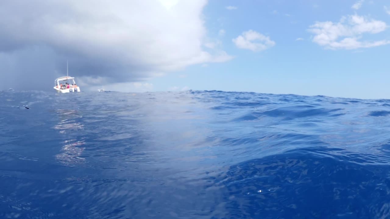 鲸鲨在海底游泳时，游客在度假的航海船上——墨西哥的女人岛视频素材