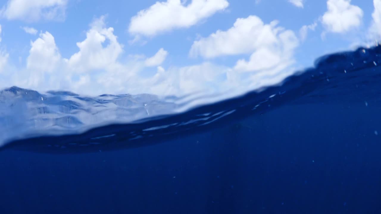 一头鲸鲨在蓝海中畅游——墨西哥的Isla Mujeres视频素材