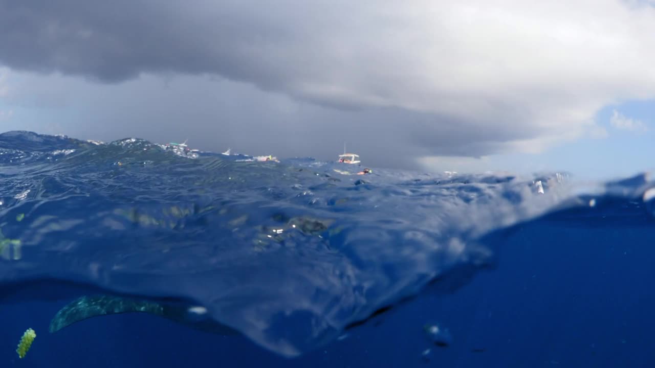 鲸鲨在蓝海中游泳的特写镜头- Isla Mujeres，墨西哥视频素材