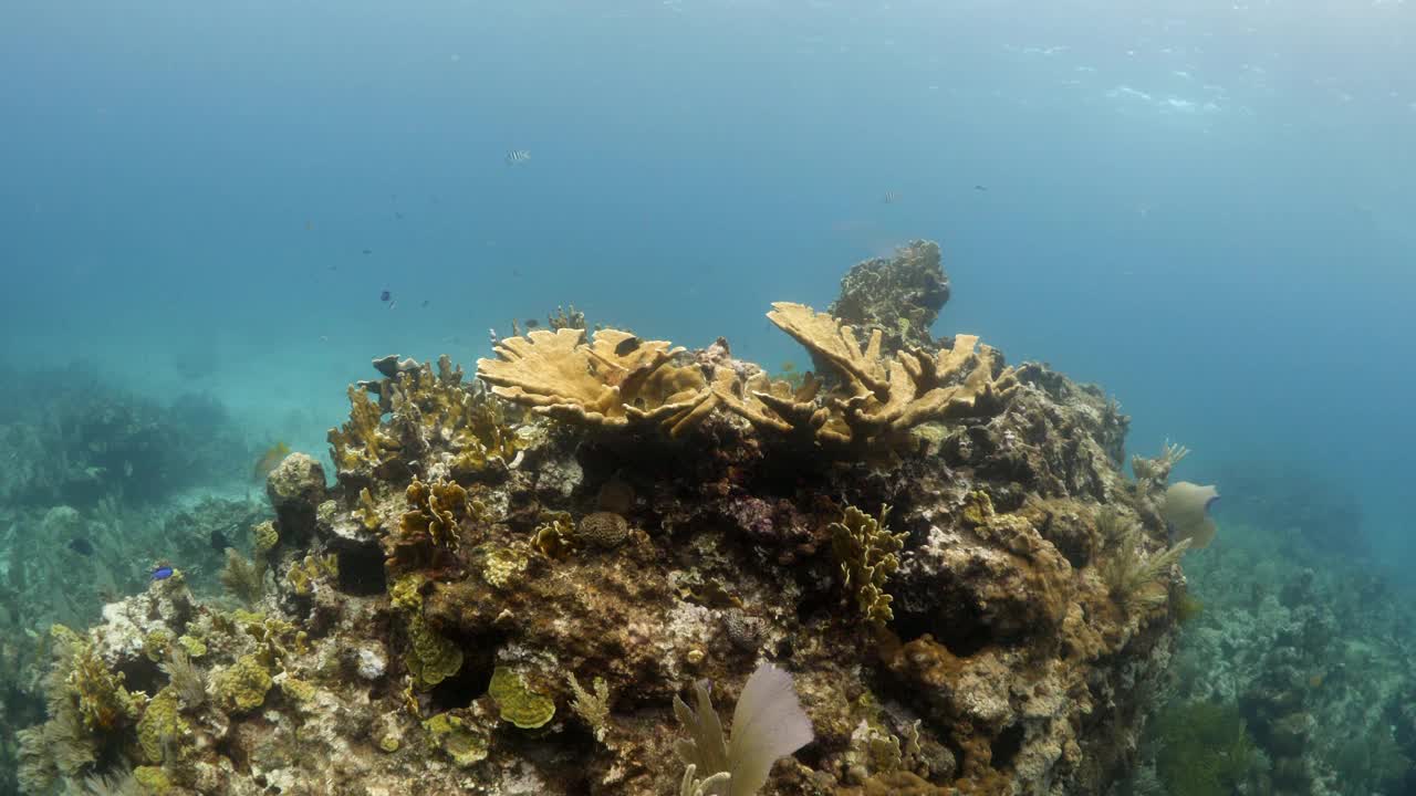 小鱼游过水下珊瑚礁的特写镜头——墨西哥的Isla Mujeres视频素材