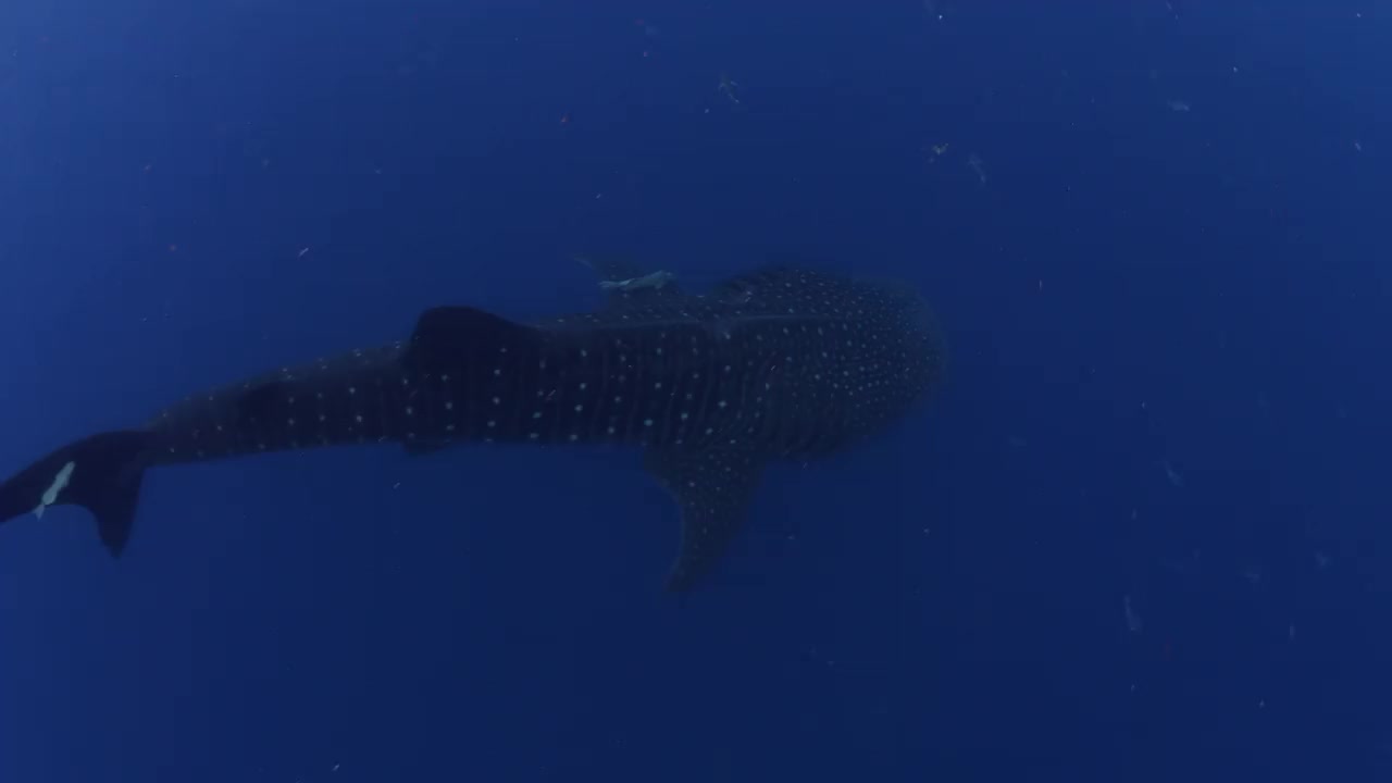 鲸鲨和小鱼在蓝海中游动的风景照片——墨西哥的Isla Mujeres视频素材