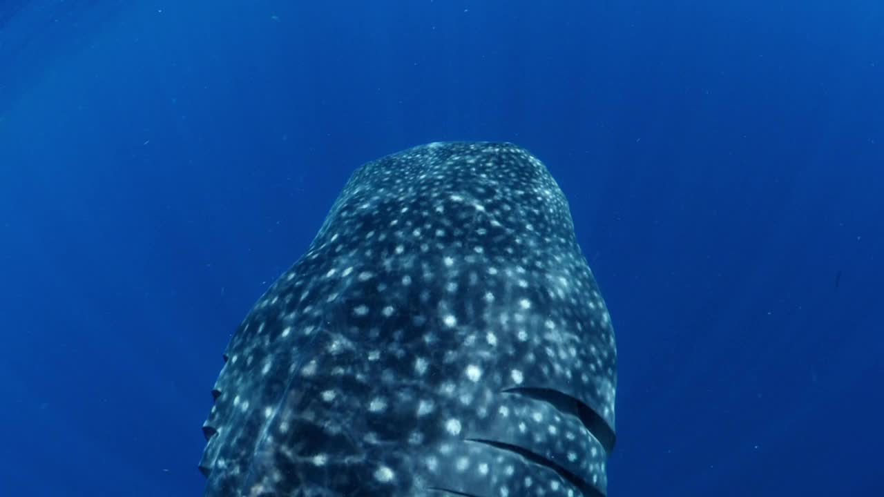 近距离美丽的照片，图案斑纹的鲸鱼皮肤在水下游泳- Isla Mujeres，墨西哥视频素材