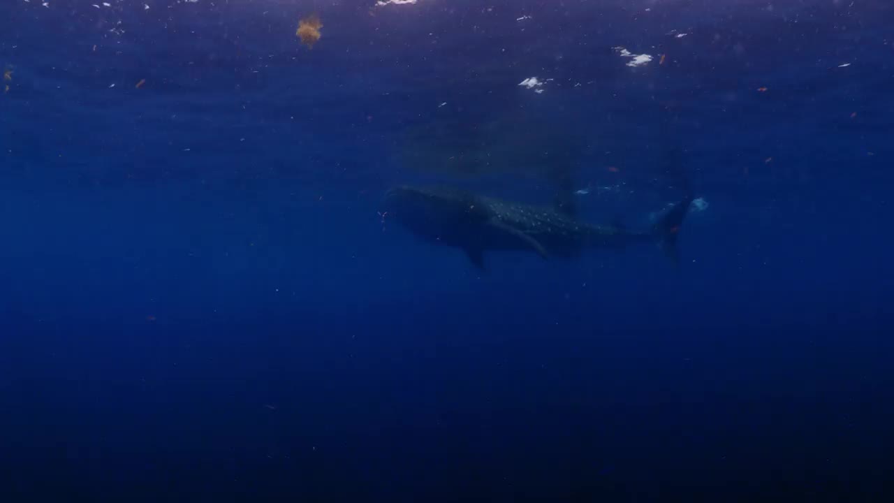 图案鲸鲨在蓝色海底游泳——墨西哥的Isla Mujeres视频素材