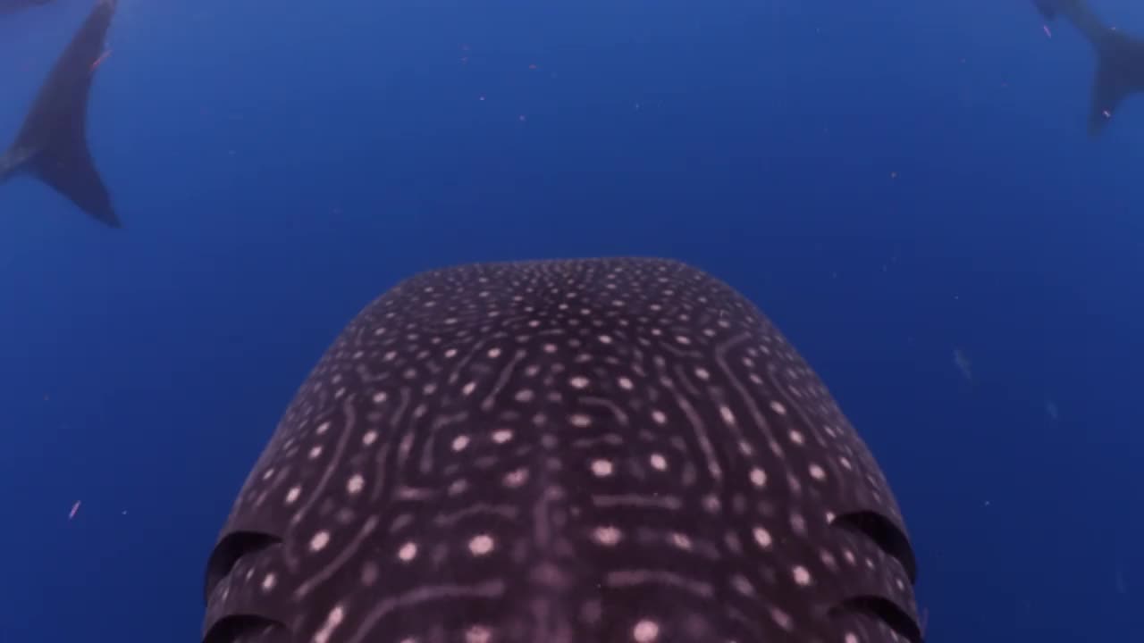 特写图案的鲸鲨皮肤- Isla Mujeres，墨西哥视频素材