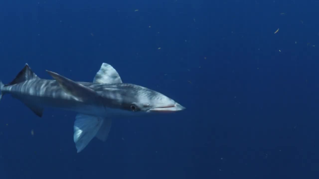 海中游动的雷莫拉鱼的特写镜头——墨西哥的Isla Mujeres视频素材