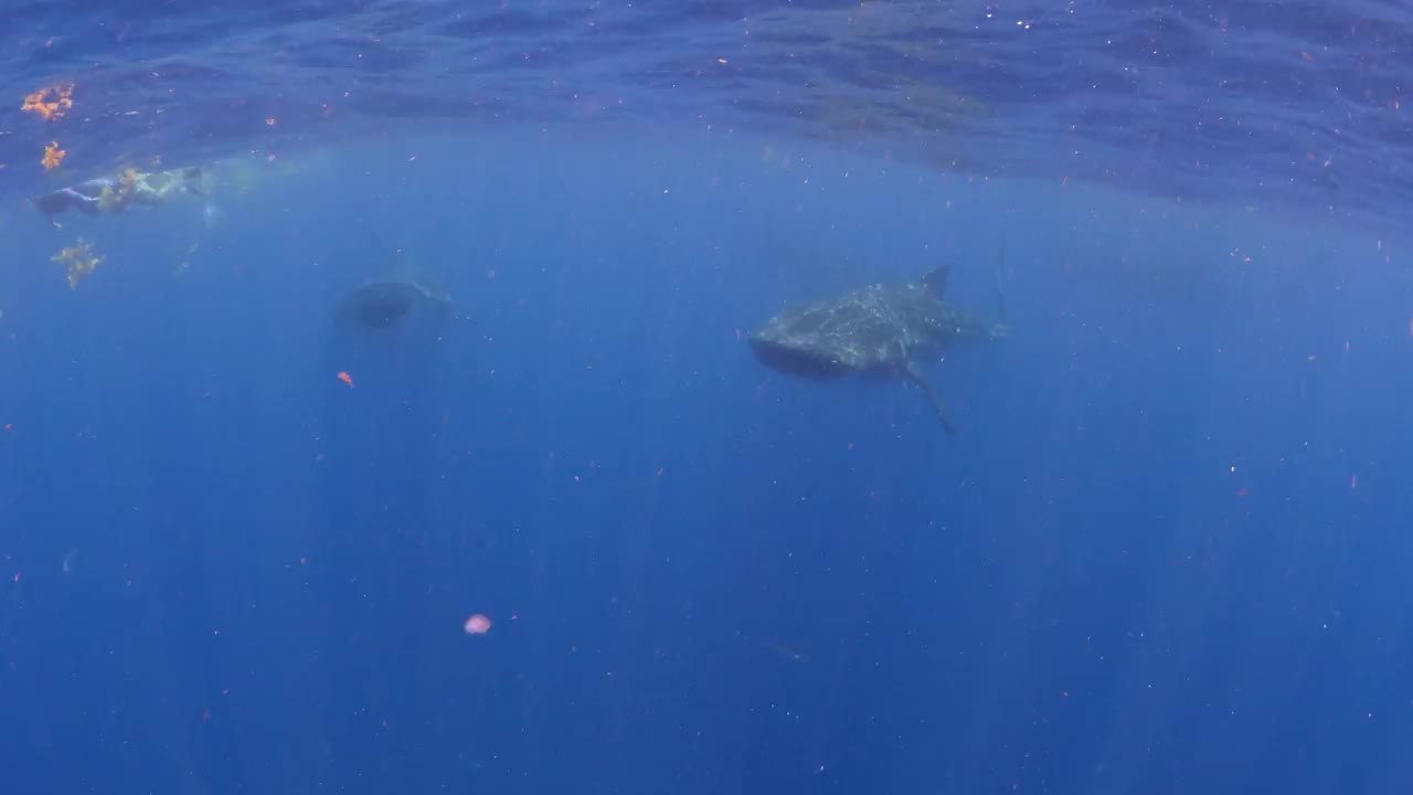 鲸鲨在海洋中游泳的美丽特写镜头——墨西哥的Isla Mujeres视频素材