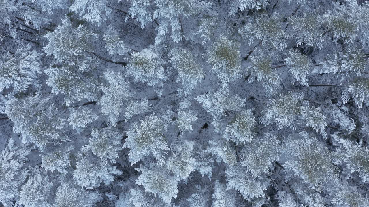 飞过被雪覆盖的树林，全架。从上面直接看。法兰克尼亚,巴伐利亚,德国。视频素材