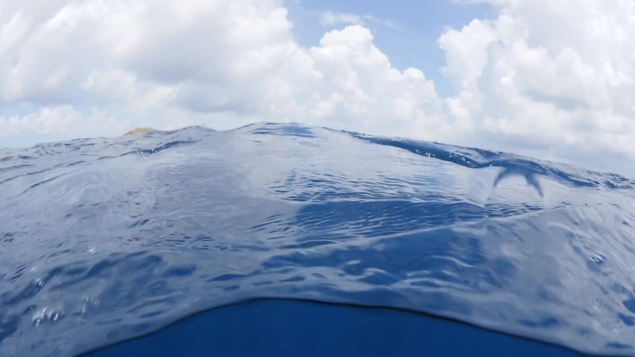 一条鲸鲨在水下游动的美丽照片——墨西哥的Isla Mujeres视频素材