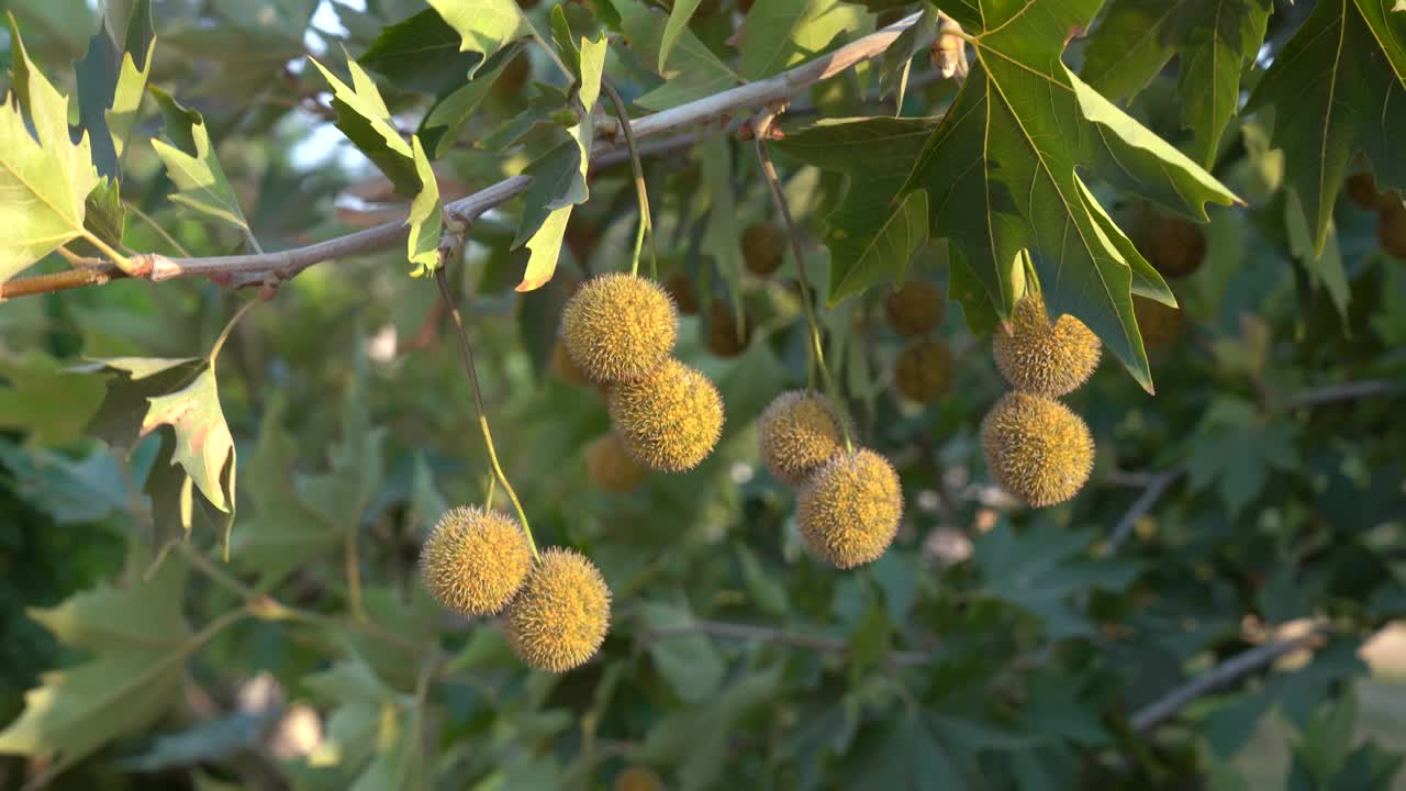 橡树上的橡子视频素材