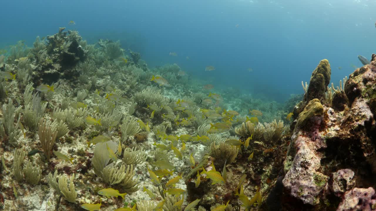 近距离拍摄的一群游过海洋植物的鱼——墨西哥的Isla Mujeres视频素材