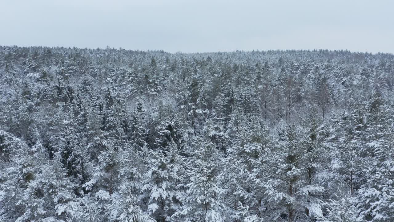 飞越森林里被雪覆盖的树木。法兰克尼亚,巴伐利亚,德国。视频素材