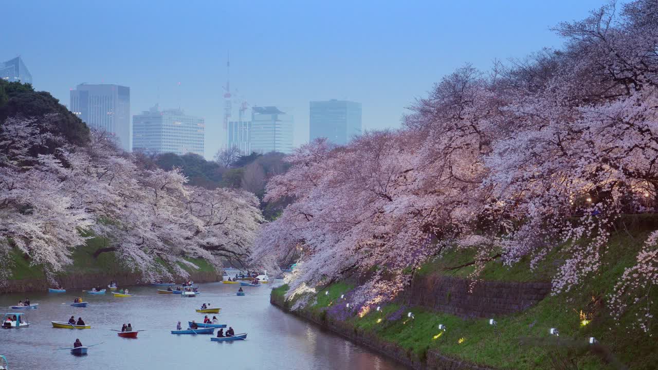 4k:樱花花瓣飘落在日本东京千origafuchi公园视频素材