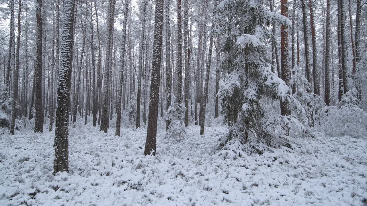 冬天森林里有厚厚的积雪。弗朗哥尼亚，巴伐利亚，德国，欧洲。视频素材