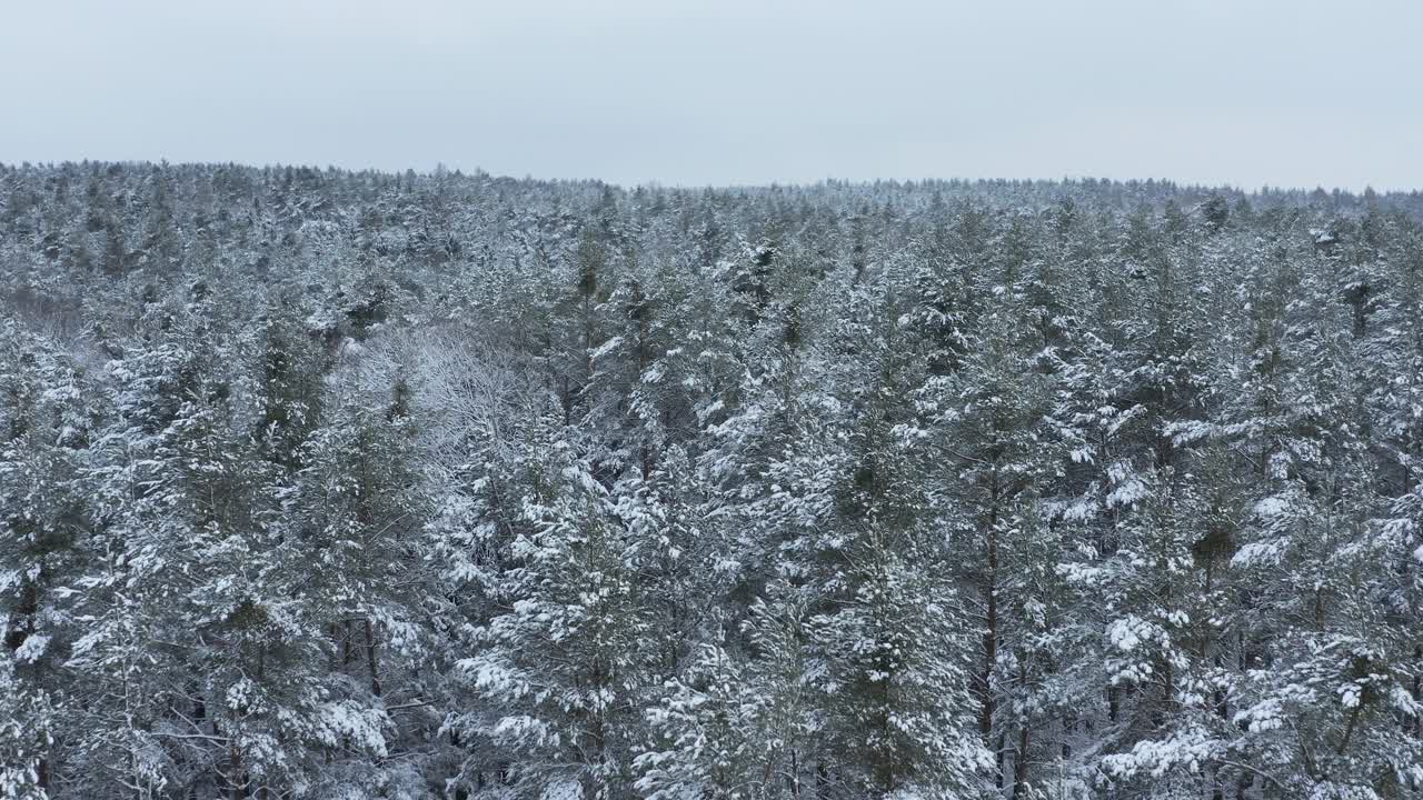 飞越森林里被雪覆盖的树木。法兰克尼亚,巴伐利亚,德国。视频素材