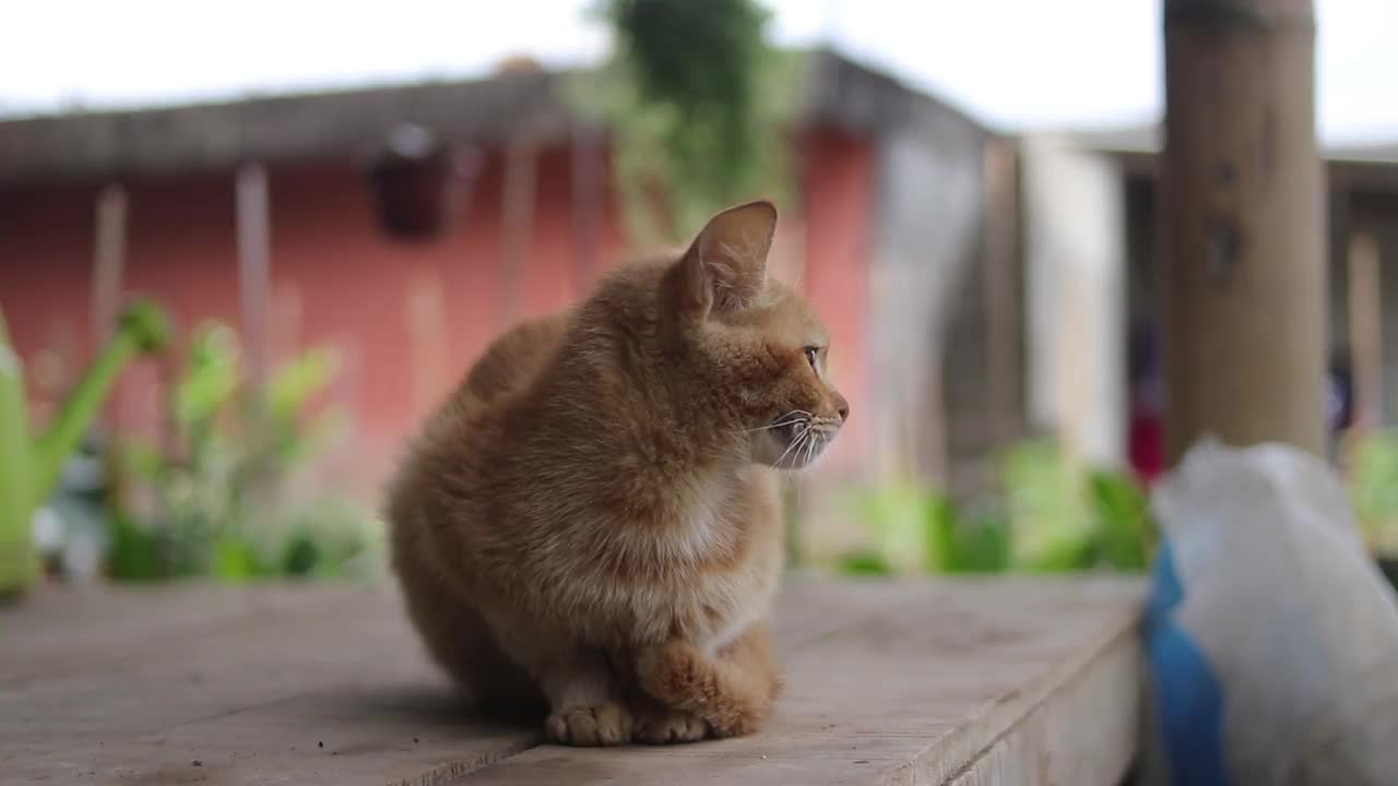 在后院，一只美丽的黄色猫咪用模糊的花园背景看着相机。黄猫股票片段。视频下载