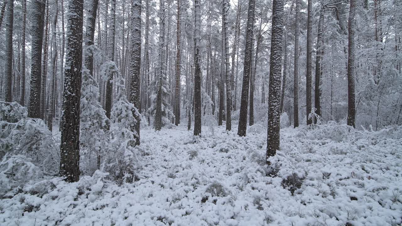 冬天森林里有厚厚的积雪。弗朗哥尼亚，巴伐利亚，德国，欧洲。视频素材