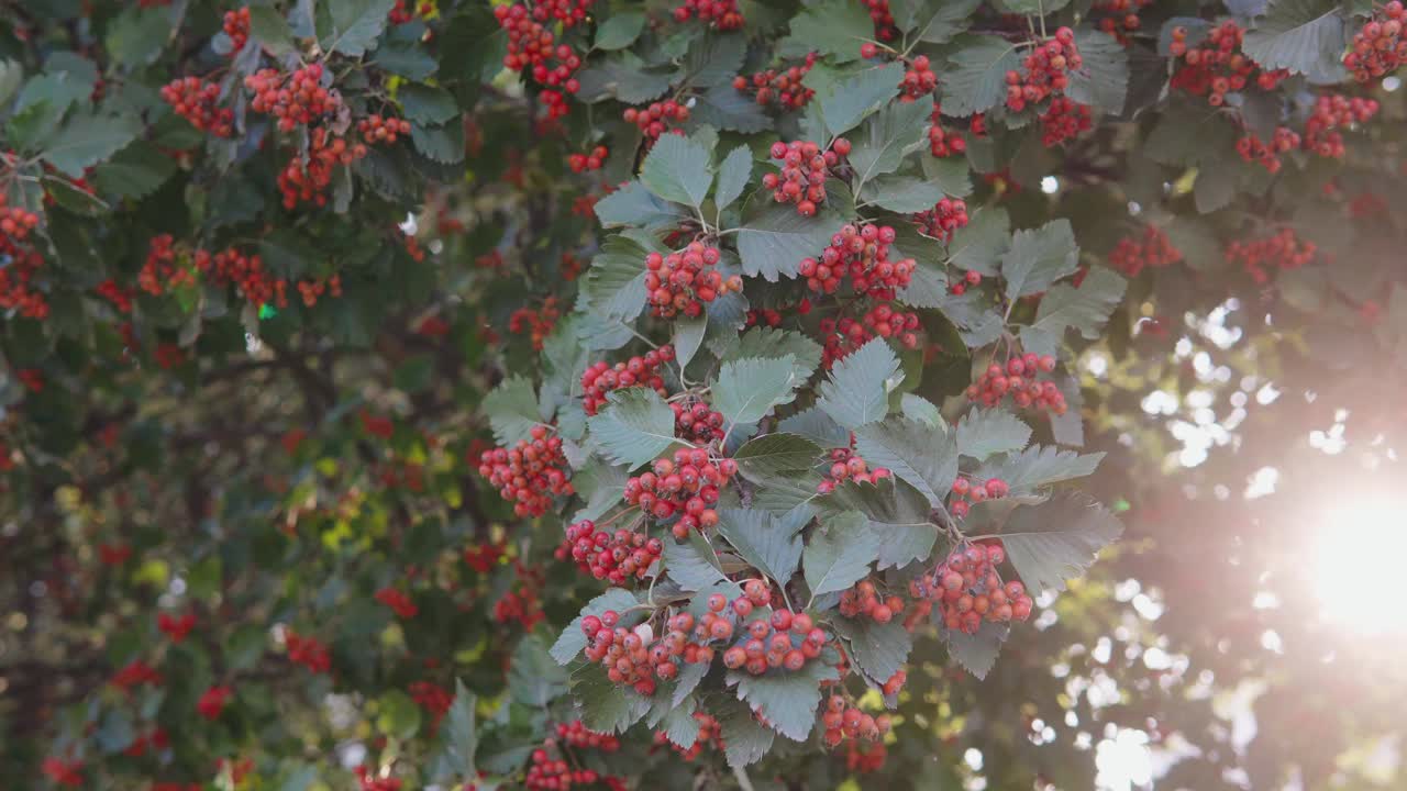 山楂树枝的特写，日落时花园中成熟的红色浆果视频素材