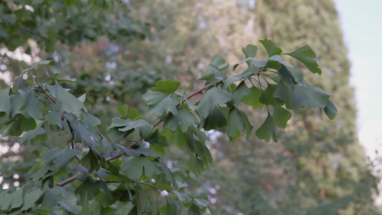 银杏树树枝的特写镜头视频素材