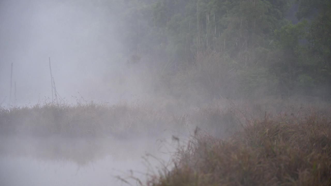 清晨雾蒙蒙的森林景色，山脉和热带森林的景色，自然背景视频素材