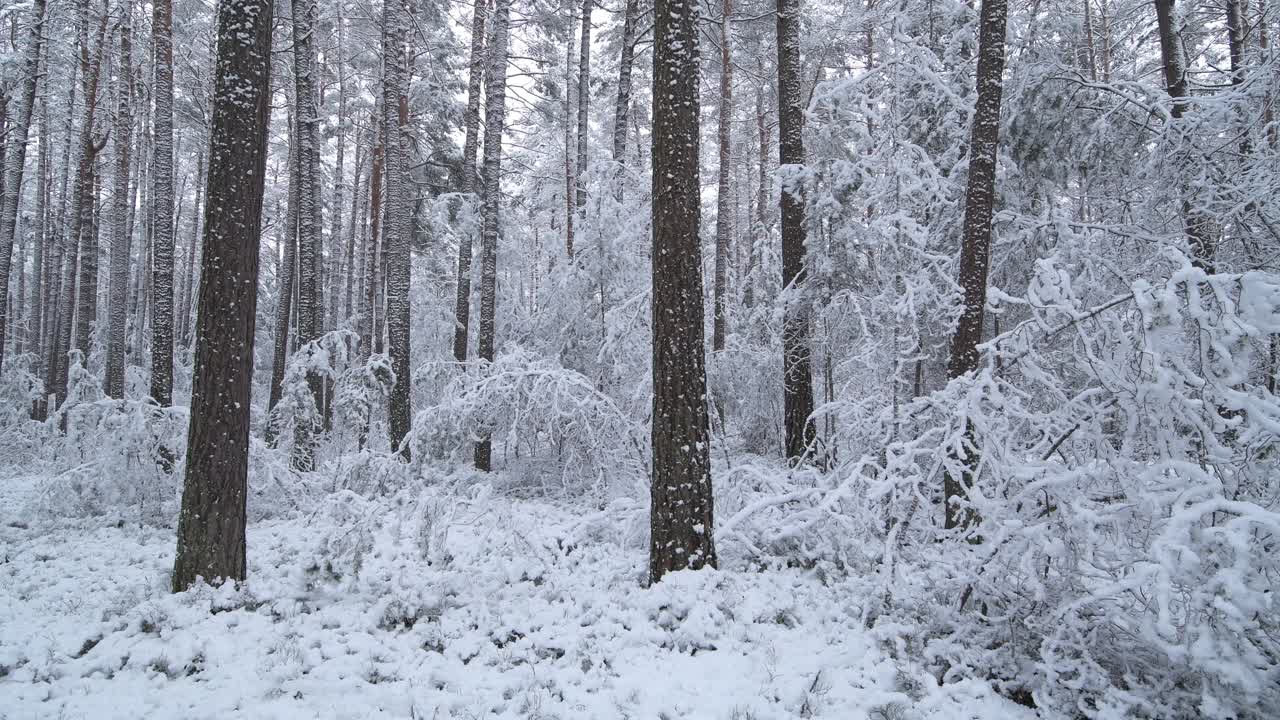 冬天森林里有厚厚的积雪。弗朗哥尼亚，巴伐利亚，德国，欧洲。视频素材