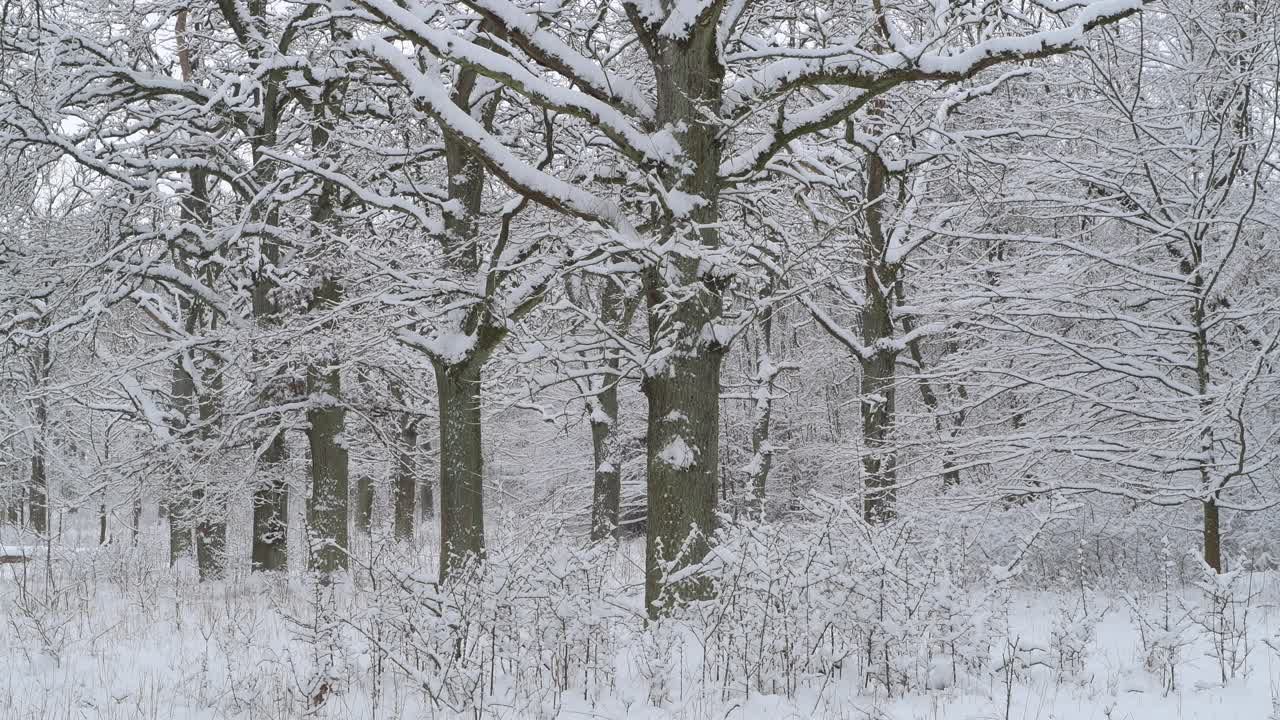 森林里的老橡树覆盖着白雪，冬天。弗朗哥尼亚，巴伐利亚，德国，欧洲。视频素材