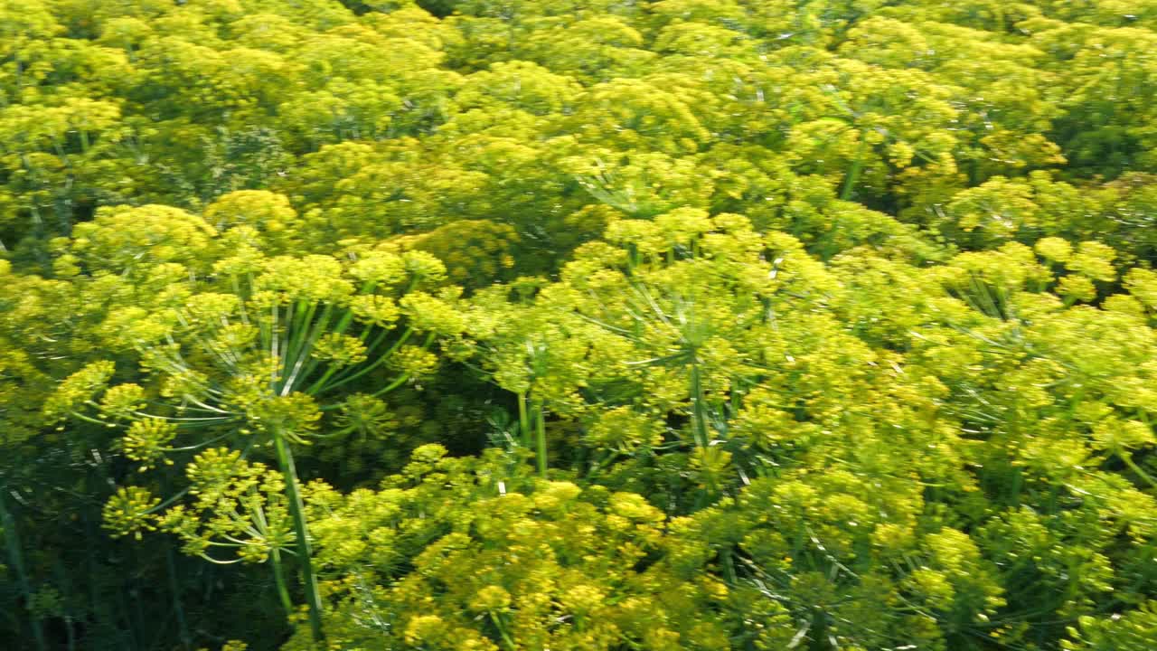 绿色莳萝茴香花，特写视频素材