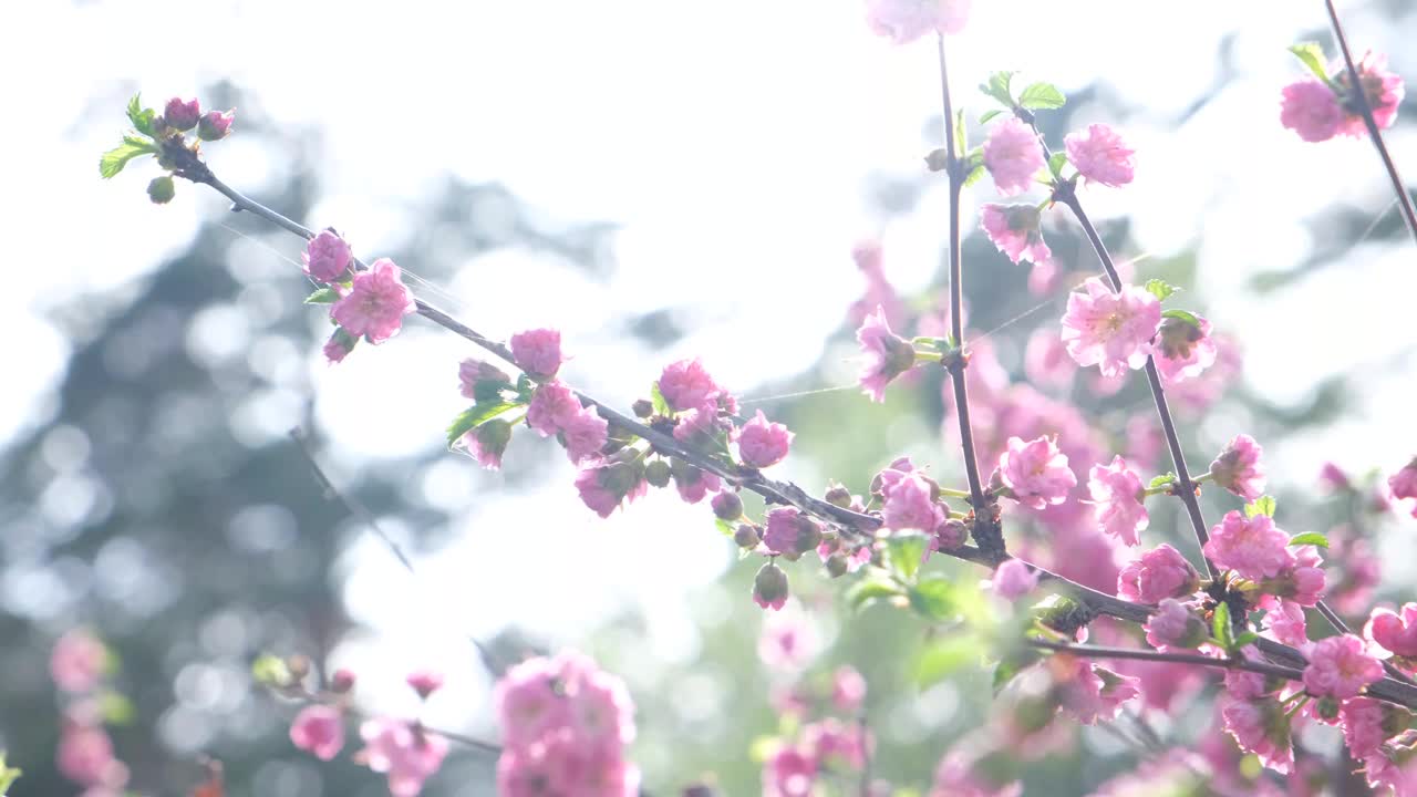 粉红色的杏花三叶盛开。杏仁或三裂路易斯安那，樱花，在春天的花园开花视频素材