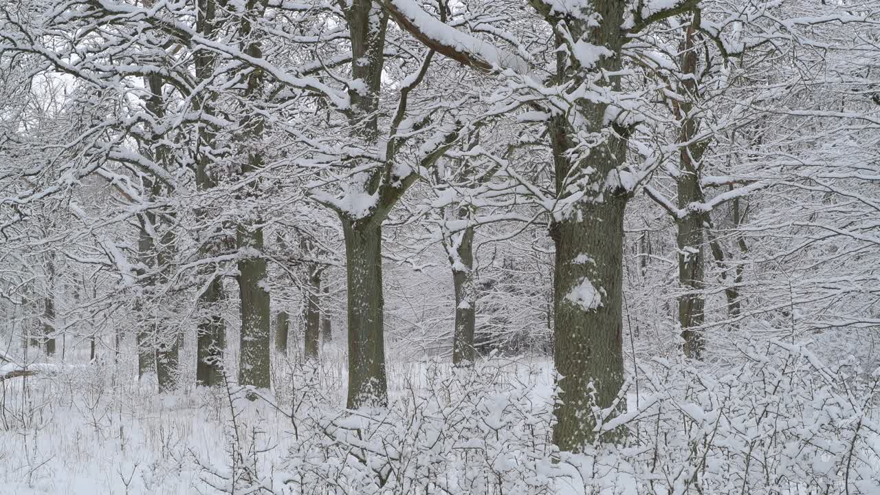 森林里的老橡树覆盖着白雪，冬天。弗朗哥尼亚，巴伐利亚，德国，欧洲。视频素材