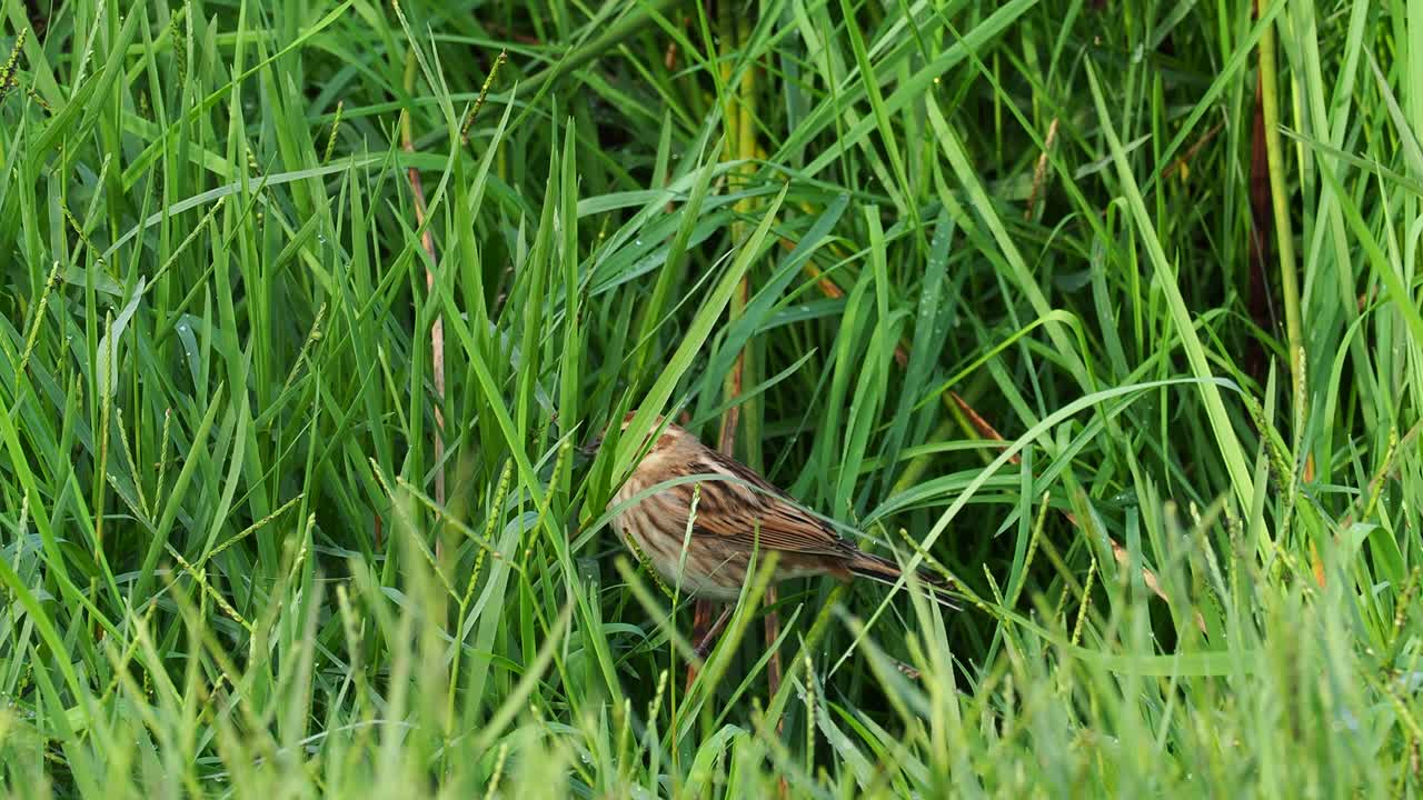 芦苇鹀(Emberiza schoeniclus)在草丛中寻找种子和昆虫。视频素材