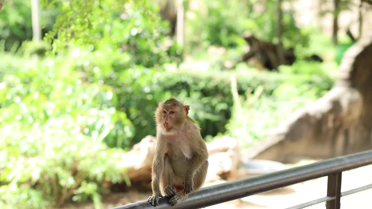 一只猕猴爬上栏杆视频下载