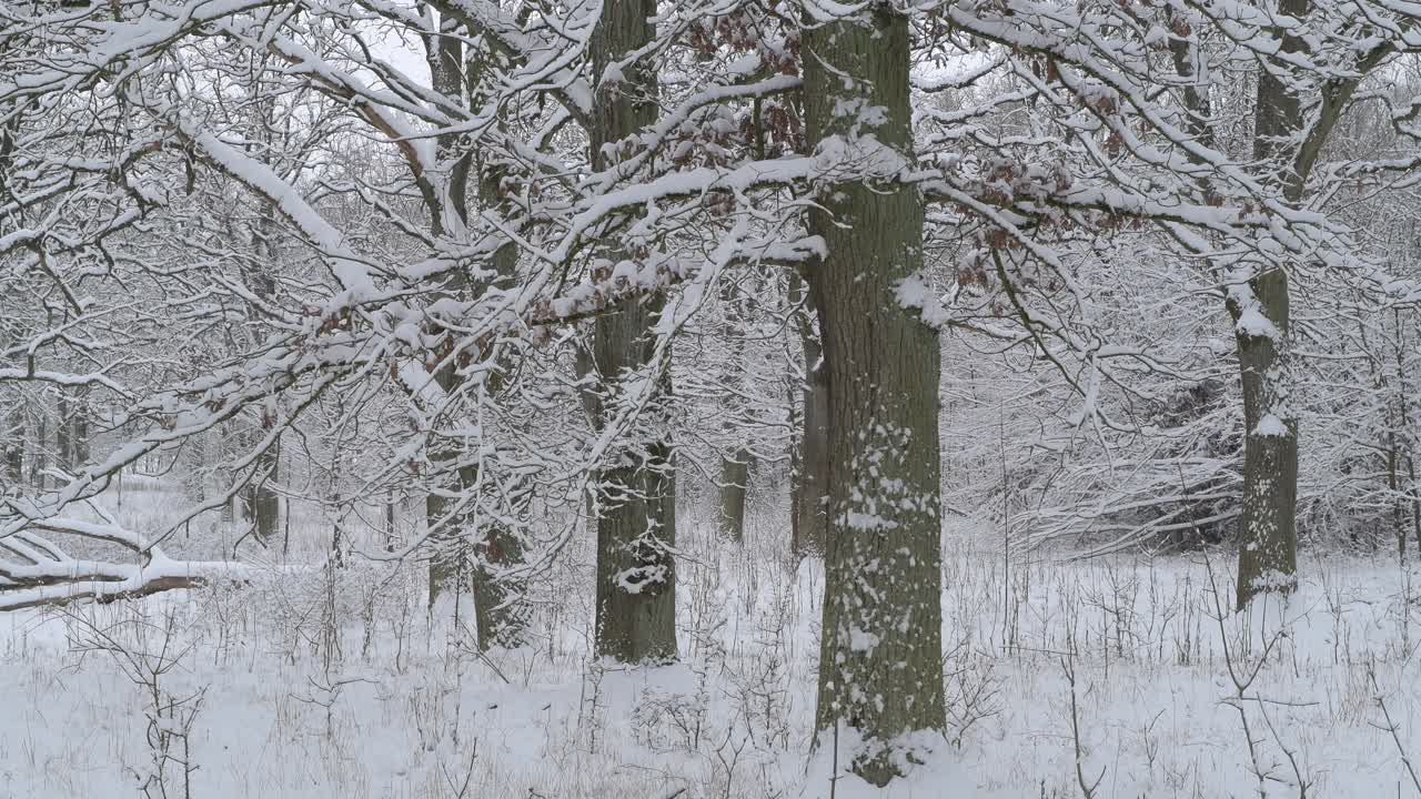 森林里的老橡树覆盖着白雪，冬天。弗朗哥尼亚，巴伐利亚，德国，欧洲。视频素材