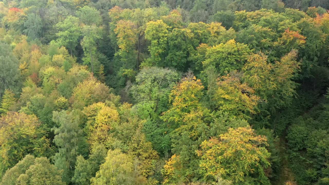 初秋时大片落叶林区上空的鸟瞰图视频素材