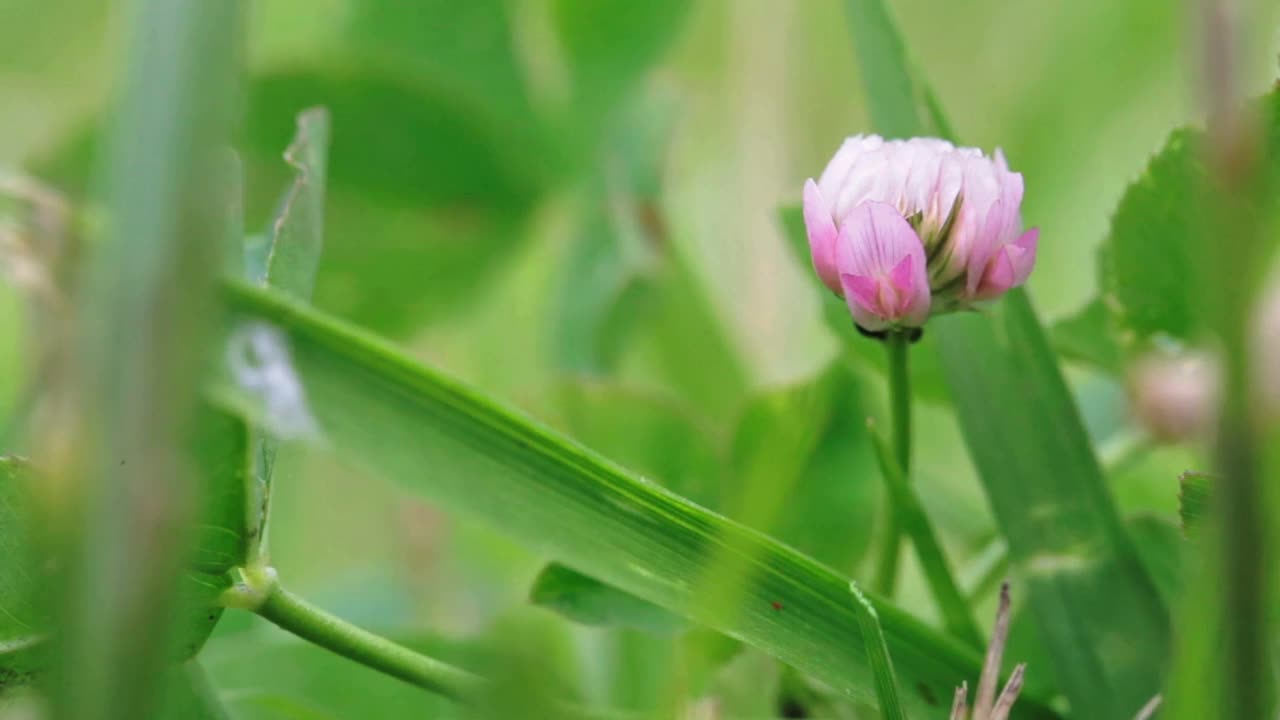 野生动物宏。粉红色的三叶草花生长在绿色的田野上的特写。自然背景。景观,自然,夏天。视频素材