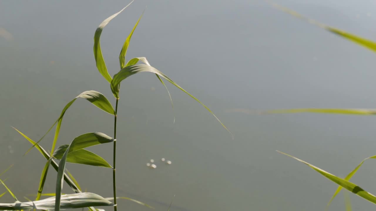 在一个平静无风的日子里，芦苇的树枝靠着平静的池塘水。阳光照在河岸的芦苇上。美丽的风景。视频素材