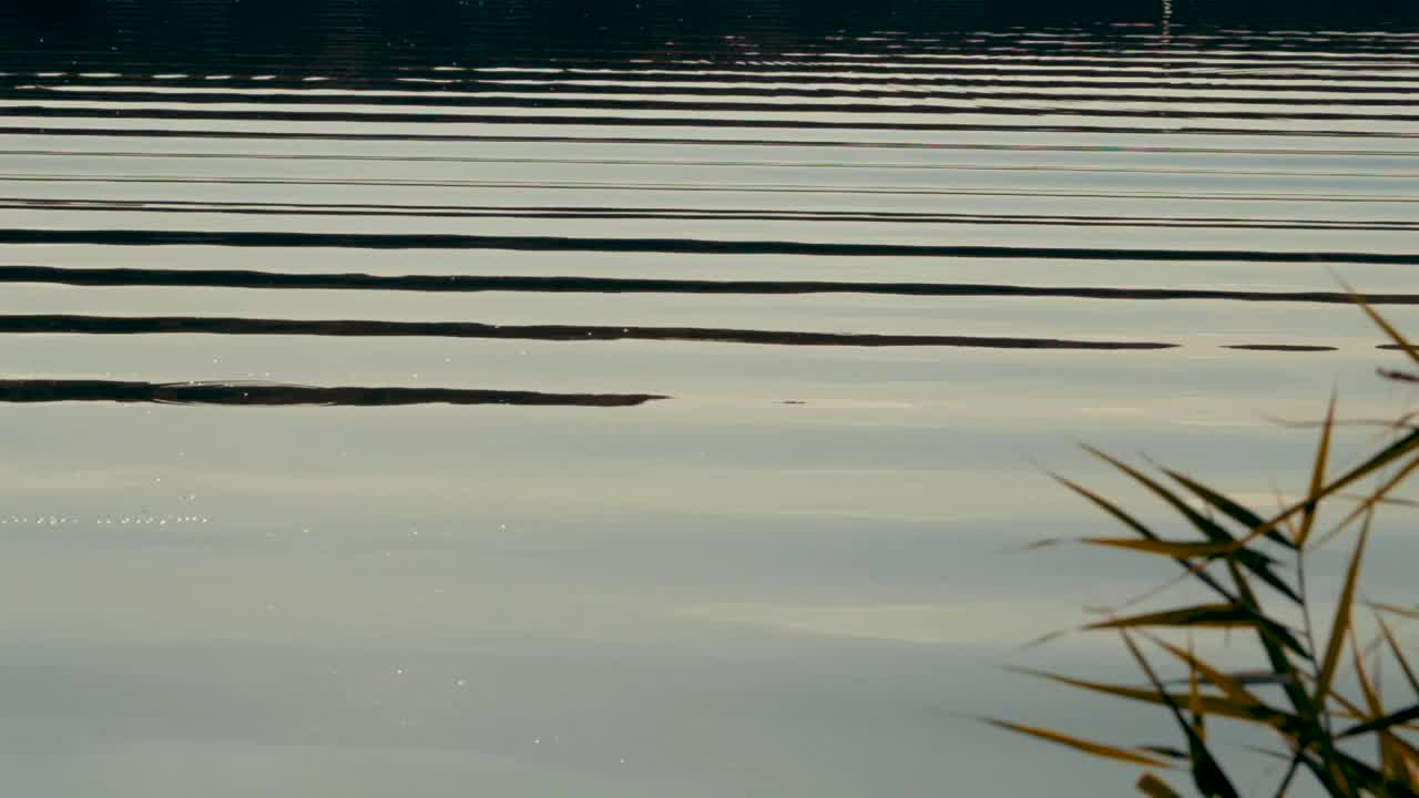 阳光明媚的日子里，芦苇枝倚着池塘。湖面涟漪的风景。流动的水。视频素材