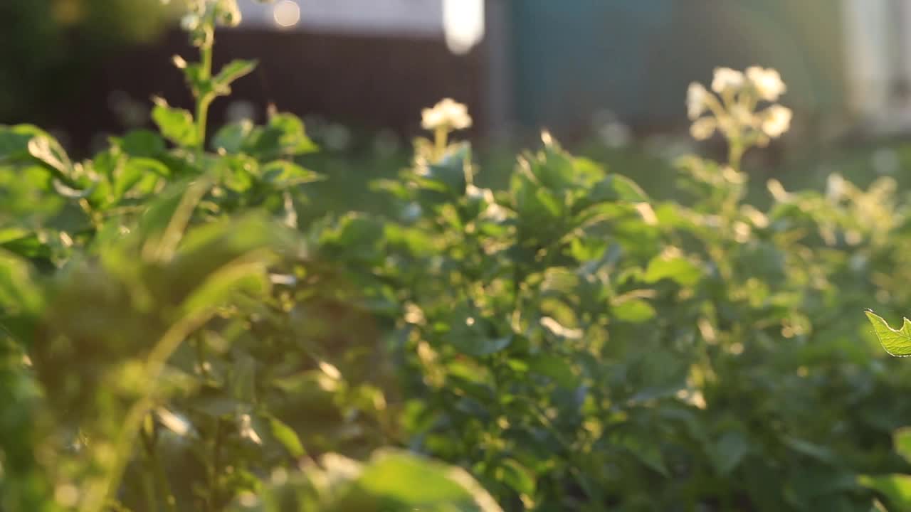 在夕阳的余晖中，花圃里的开花的马铃薯丛。农业。种植蔬菜。视频连接。视频素材