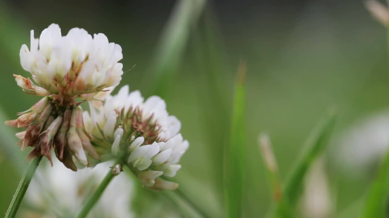 野生动物宏。三叶草花在绿色田野模糊的背景特写。自然背景。景观,自然,夏天。视频素材